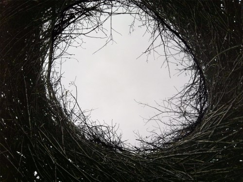 Looking up through Stickworks on a wet grey day. UVA, Culbreth Road, Charlottesville, VA.