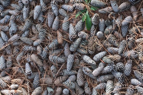 Pinecones-Close
